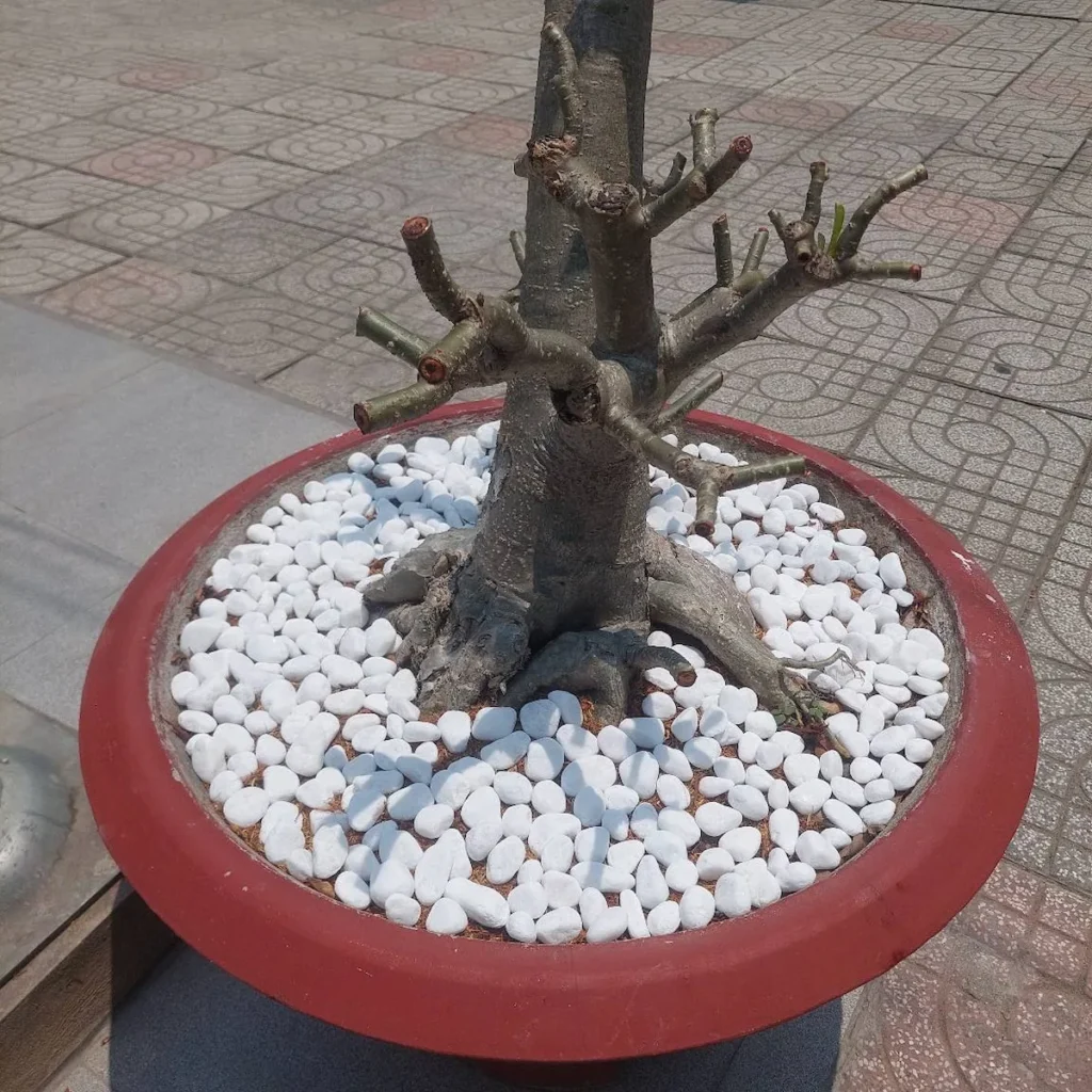 Các loại sỏi trang trí sân vườn – Sỏi tự nhiên, đá cuội đẹp và bền 13 Sỏi trắng quay rải trang trí châu cây kiểng
