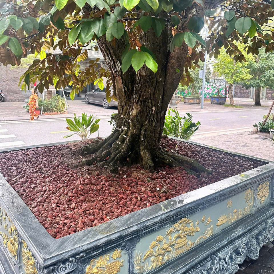 Sỏi nham thạch 14 Sỏi nham thạch rải chậu cây cảnh