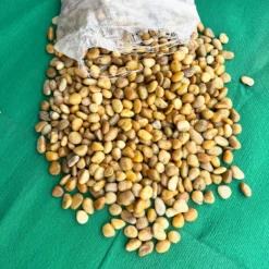Sỏi vàng bóng nhập khẩu trang trí sân vườn cao cấp